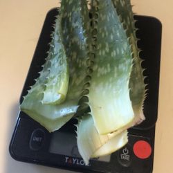 Aloe Vera Leafs -all Natural Beauty Remedy