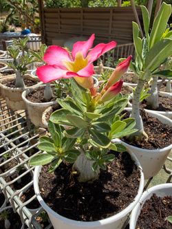 Desert Rose Plants