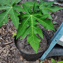 papaya tree