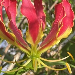 Crocus flower 1gallon