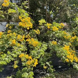 Cassia Tree    Tampa  Fl