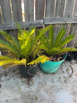Small and Medium Palm