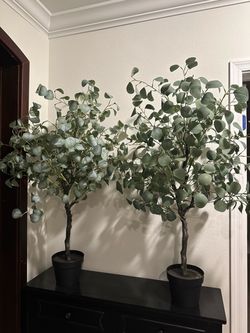 two eucalyptus trees