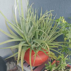 Big Aloe Plant