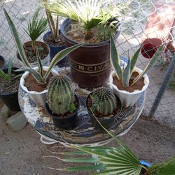 Palm Trees And Cactus