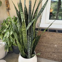 Real Live 5’ Dark Green Snake Plant With Beautiful Off-White Planter Pot