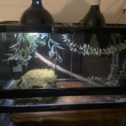 Snake Aquarium 