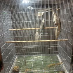 Bird Cage 