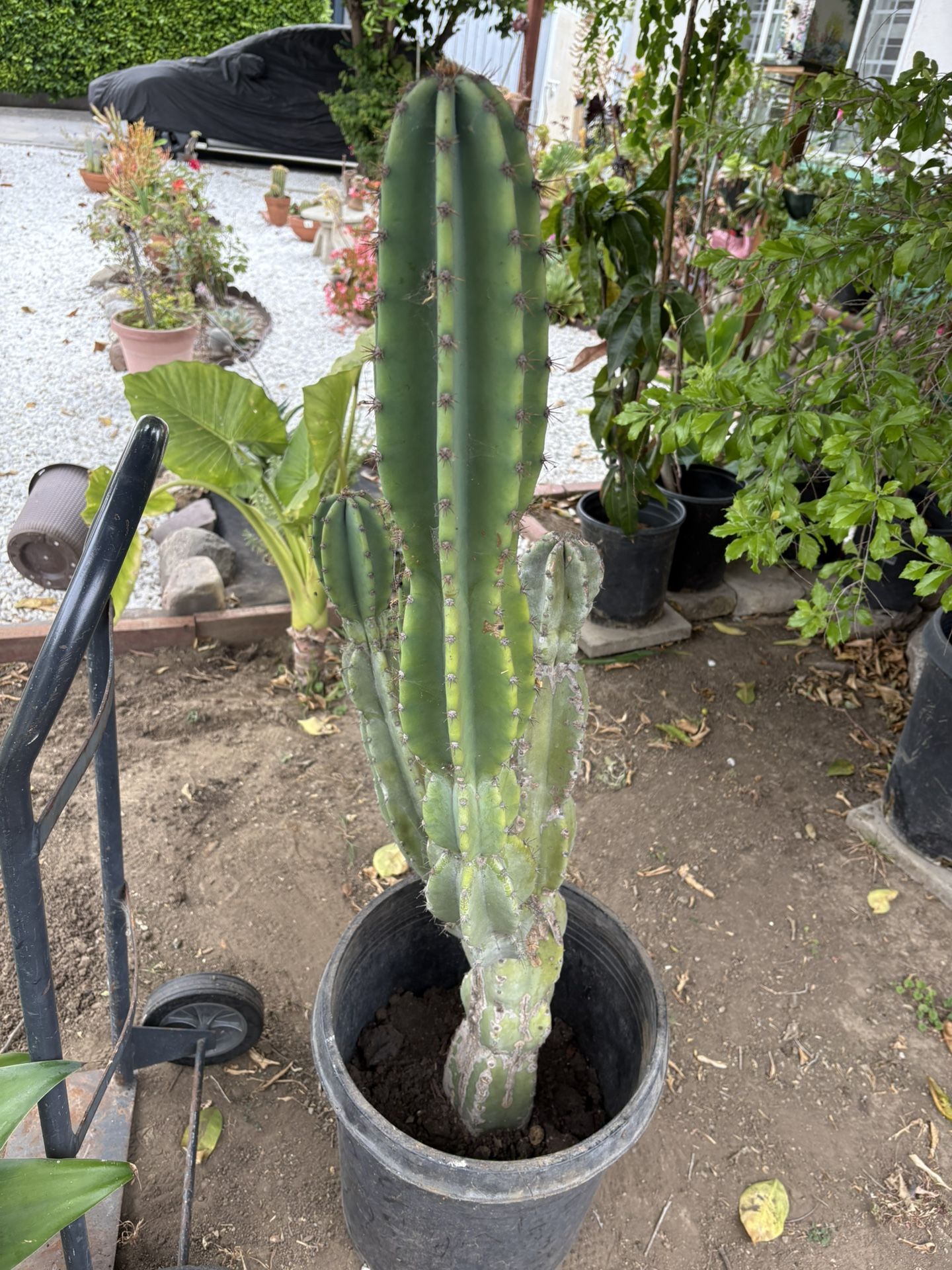 CACTUS PLANT $30Dollars