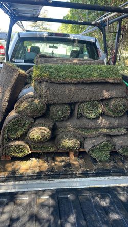 Tall fescue sod .