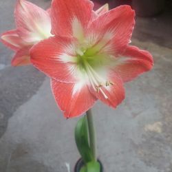 6. Azucenas Amarylli Planta Floreando