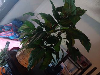 artificial plant
