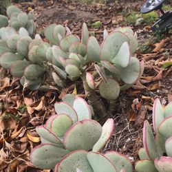 Silver Paddle Succulent