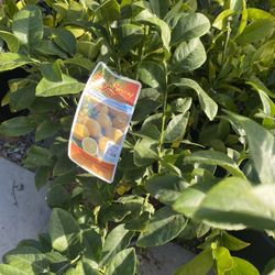 Fruit Trees