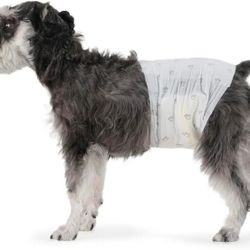 Amazon Basics Male Dog Diapers