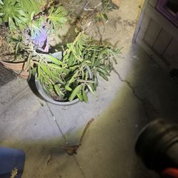 Mother of thousands succulent with pot 20.00 