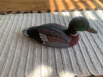 Duck mallard