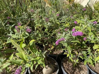 Arbusto de las mariposas 5 gallon $12 each
