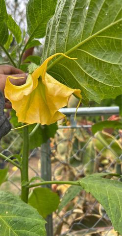 Yellow angel trumpet plants