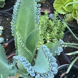 Cactus And Succulents 4”pot