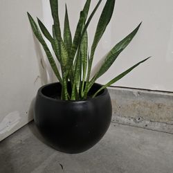 Snake Plant in a pot
