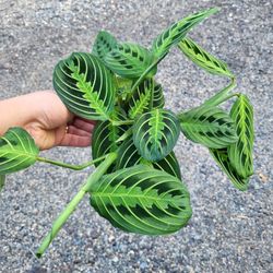 Lemon Lime Prayer Plant 4" Pot $10 Eachu