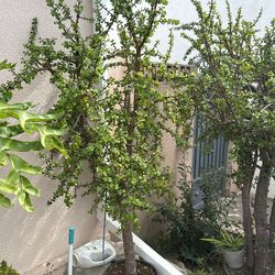 Money Tree More Than 6ft Tall