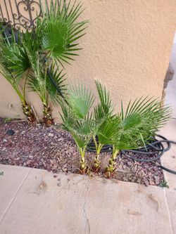 Palm tree free