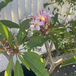 plumerias for sale