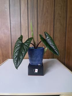 Alocasia
