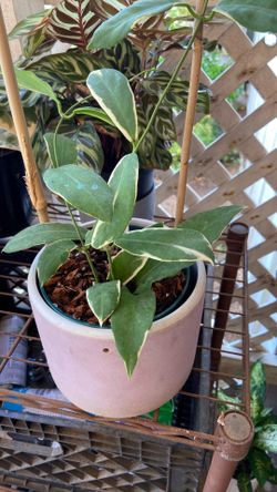 Hoya Pimentiliana Outer variegated