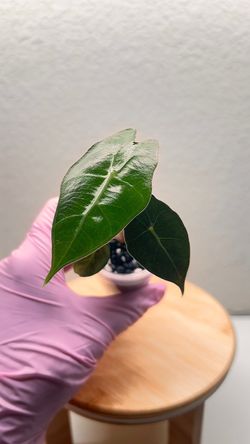Alocasia Polly #9