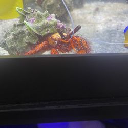 Salt Water Crab