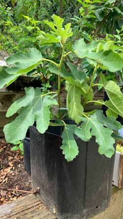 24” fig