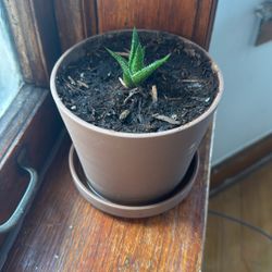 Live Succulent Plant With Pot 