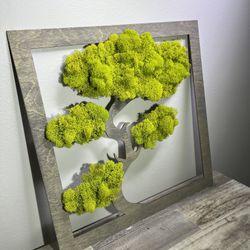 Bonsai Tree Preserved Moss Wall Art Decoration 