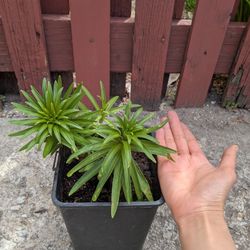 Lilly, Cherry Tomato, Strawberry, Succulents, Spider Plant, Raspberry Plants