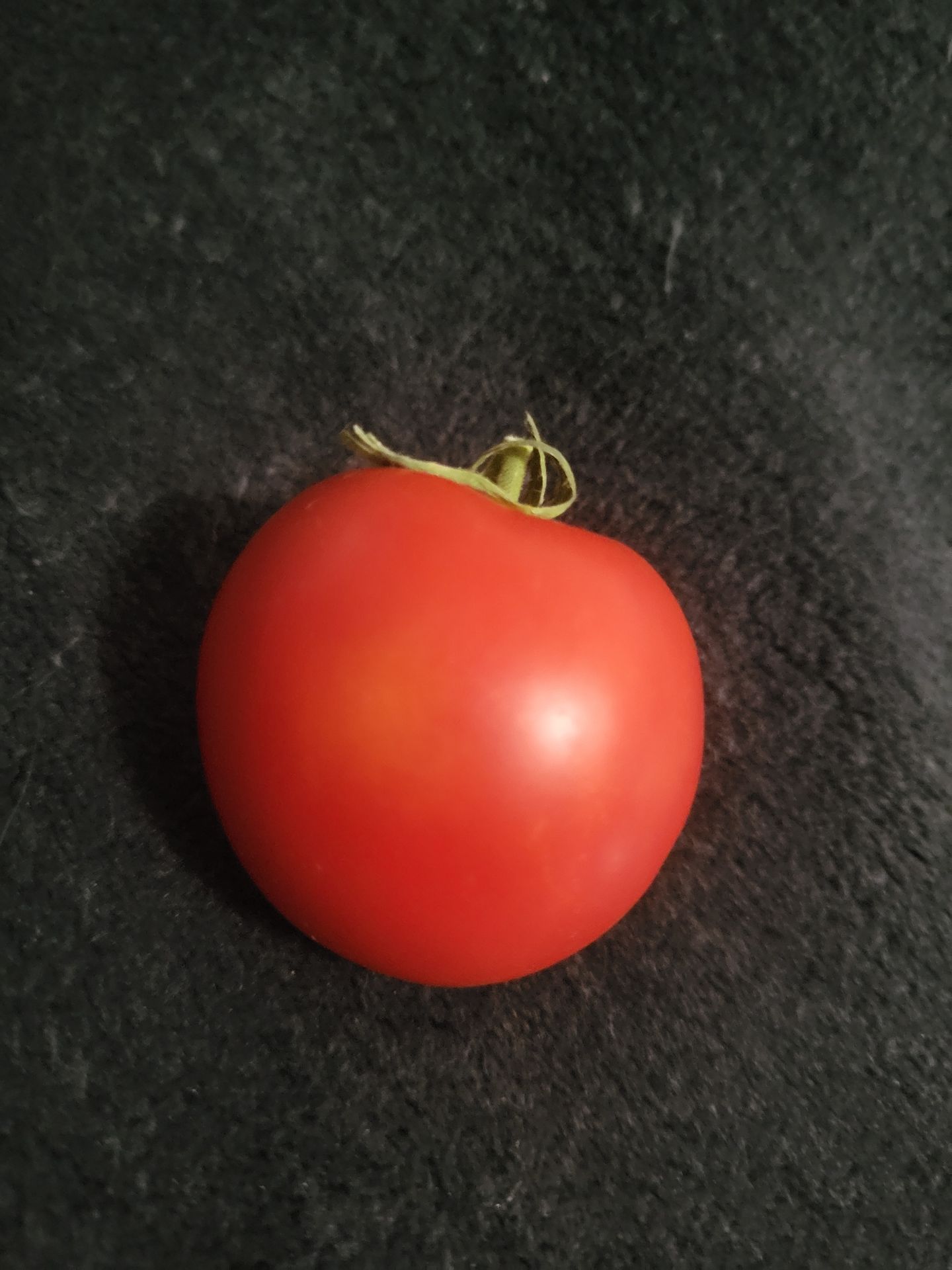 Organic Early Girl Tomato Seeds And Plants! 2026 SEASON EARLY RELEASE! Available Now!