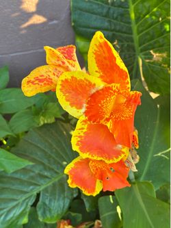 Cana lily planta