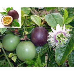 Passion Fruit Plant 🪴3gal Plantas De Maracuya Parcha 