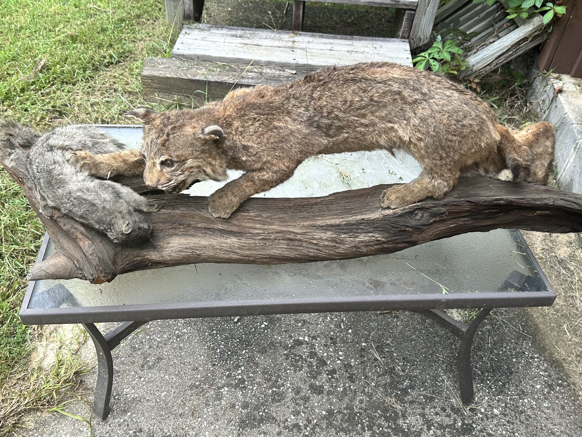 Bob Cat With Squirrel