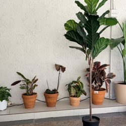 Ikea Artificial potted plant fiddle-leaf fig 7 ½ "