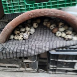 Fresh Quail Eggs 