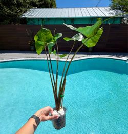 Alocasia Macrorrhiza Stingray Pup