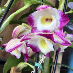 Hoa Lan Den Nobile Orchid, All Colors