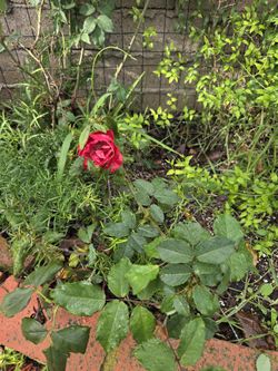 Free Rose bushes, Plumeria, Etc With Removal