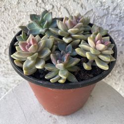 6 Inch Pot Succulent Plant - Sedum Mendozae - Shimmering Rose - Rooted & Established - Drought Resistant - 🪴 