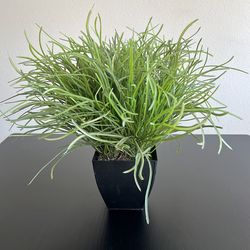 Fake Plant