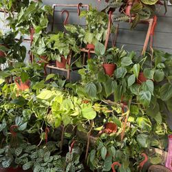 Different Kinds Of Indoor Plants 