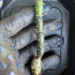Rare Cactus 